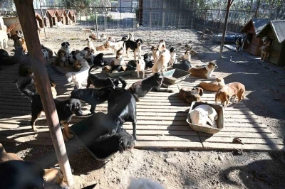 Kemer&rsquo;de ocak ayında 231 can dostu kısırlaştırıldı
