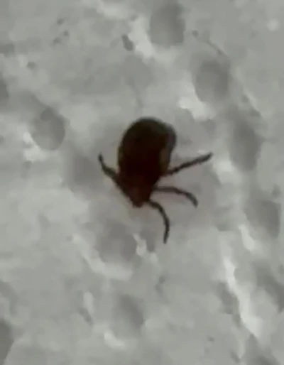 Kenenin ısırdığı vatandaş kontrol amacıyla hastaneye başvurdu
