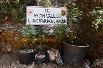 Kenevir yetiştiren şüpheliye eş zamanlı baskın
