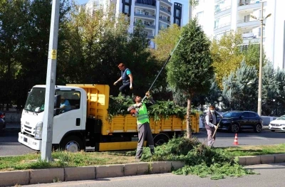 Kent genelinde ağaç budama çalışmaları başladı
