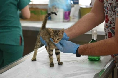 Kepez&rsquo;in şefkat eli 2025&rsquo;te binlerce can dosta uzandı
