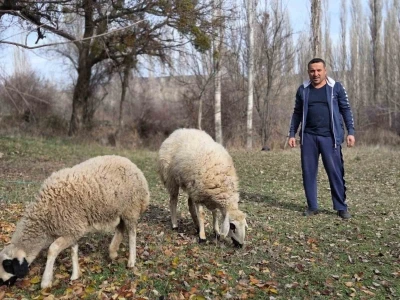Kesmek i&ccedil;in aldığı koyunlara şimdi antren&ouml;rl&uuml;k yapıyor
