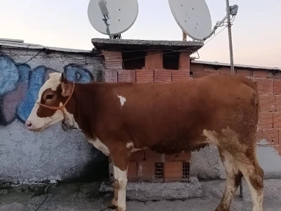Kesmek i&ccedil;in b&uuml;y&uuml;kbaş hayvanı 6&rsquo;ıncı kata &ccedil;ıkardı
