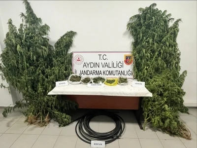 Kestane bahçesinde kenevir yetiştiren şüpheli yakalandı
