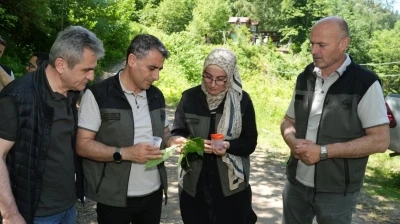 Kestane ormanlarını korumak i&ccedil;in 5 bin samuray arısı doğaya salındı
