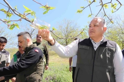 Kestane zararlısına karşı 2 bin 700 parazitoit b&ouml;cek doğaya salındı
