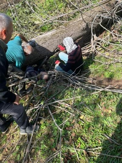 Kestiği ağacın altında kalan kişi yaralandı
