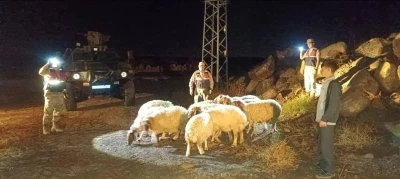 Kilis’te kaybolan 11 koyun jandarma ekiplerince bulundu
