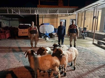 Kilis&rsquo;te kayıp k&uuml;&ccedil;&uuml;kbaş hayvanlar bulundu