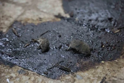 Kilis’te mide bulandıran hijyen skandalı: Merdiven altı üretimde fareler bulundu
