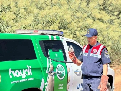 Kilis’te yaralı ak çaylak kuşu bulundu
