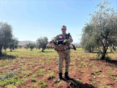 Kilis&rsquo;te yaralı kızıl şahin bulundu
