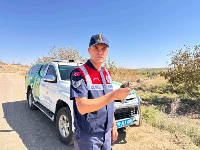 Kilis’te yaralı küçük balaban kuşu koruma altına alındı
