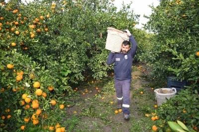 Kilogram fiyatı 2 TL’ye düşünce dalda çürümeye bırakılmıştı, 320 ton ürün vatandaşlara ücretsiz dağıtıldı
