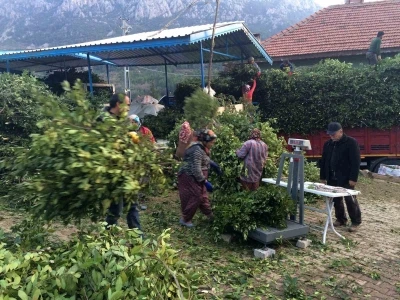 Kilogramı 25 liradan satılan defne yaprağı bir k&ouml;y&uuml;n ge&ccedil;im kanağı oldu
