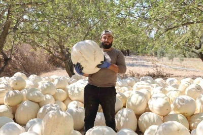 Kilolarca ağırlığa ulaşan tescilli beyaz kabakta hasat başladı
