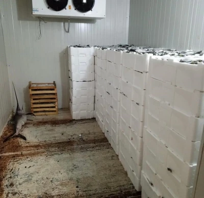 Kilolarca balığa el konuldu
