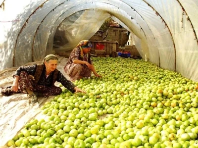 Kırağı vurdu, g&ouml;k domates seraya taşındı
