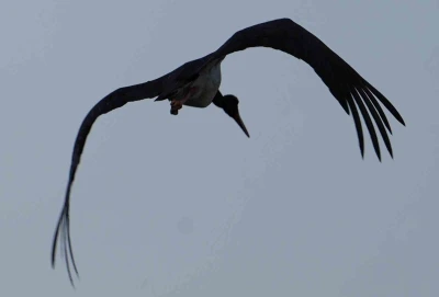 Kırıkkale’de baraj kıyısında kara leylek objektiflere takıldı
