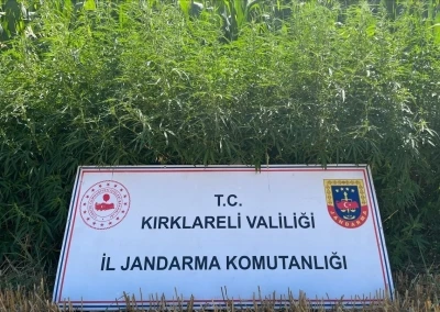 Kırklareli’nde 754 bin kök Hint keneviri ele geçirildi
