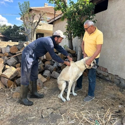 Kırklareli’nde kedi ve köpeklere çip takılıyor
