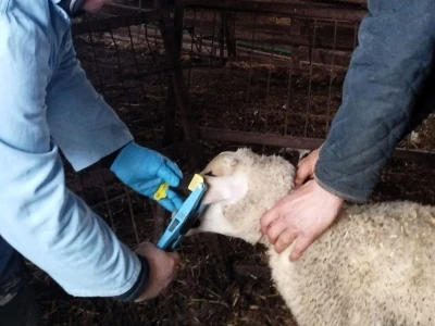 Kırklareli&rsquo;nde k&uuml;pe takılan damızlık kuzular aşılanıyor
