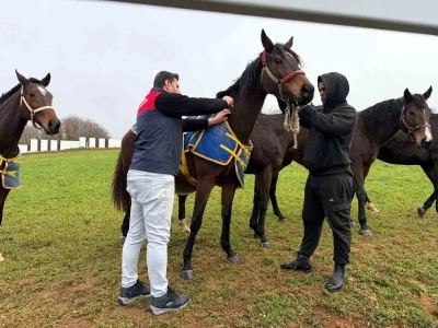 Kırklareli&rsquo;nde safkan atlar aşılandı
