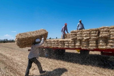 Kırklareli&rsquo;nde saman balyası mesaisi: G&uuml;nde 500 balya taşıyorlar
