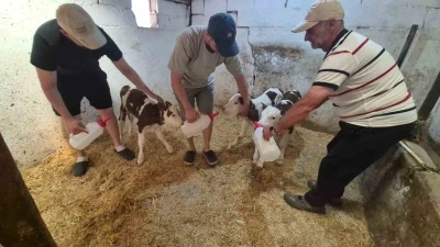 Kırklareli&rsquo;nde şaşırtan doğum: Bir inek &uuml;&ccedil;&uuml;z doğurdu
