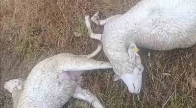 Kırklareli&rsquo;nde şiddetli yağışta hayvanlar telef oldu, tarım arazileri zarar g&ouml;rd&uuml;
