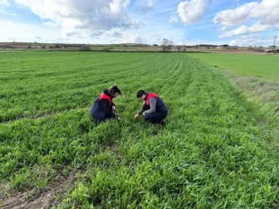Kırklareli’nde tarlalara ekilen kuraklığa dayanıklı yem bitkilerinin kontrolleri yapıldı
