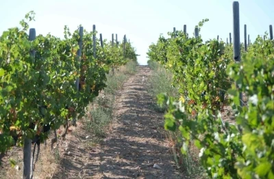 Kırklareli’nde zirai dondan etkilenen üreticilere destek ödemesi
