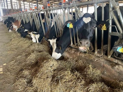 Kırmızı et fiyatlarının ateşi düştü
