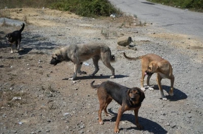 Kırsalda başıboş köpekler korku salıyor: Vatandaşlar tedirgin
