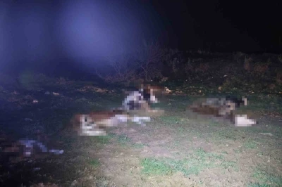 Kırşehir&rsquo;de bulunan 13 cansız hayvan jandarmayı harekete ge&ccedil;irdi
