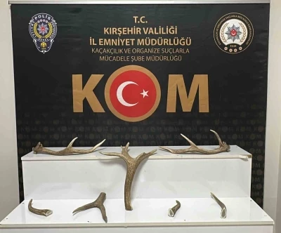 Kırşehir&rsquo;de iş yerinde kızıl geyik boynuzu ele ge&ccedil;irildi
