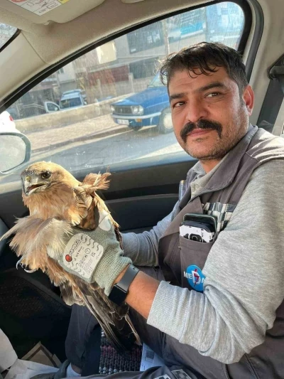 Kırşehir’de yaralı halde bulunan şahin tedavi altına alındı
