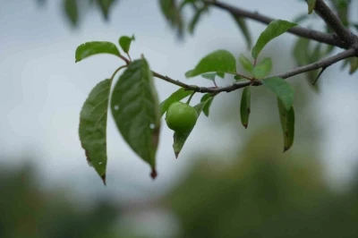 Kış ayına günler kala çiçek açan erik ağaçları meyve verdi
