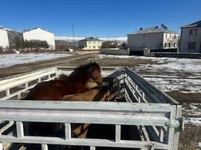 Kış şartları &ouml;ncesi &ouml;nlem: Başıboş binek hayvanları toplatıldı
