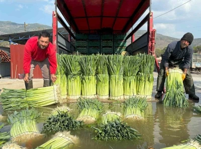 Kış sebzesi pırasada hasat heyecanı
