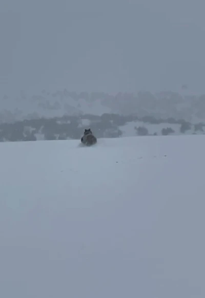 Kış uykusuna yatmayan ayı ka&ccedil;arken g&ouml;r&uuml;nt&uuml;lendi
