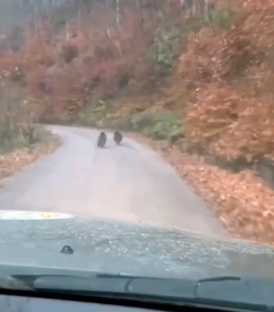 Kış uykusuna yatmayan yavru ayılar kameraya yakalandı
