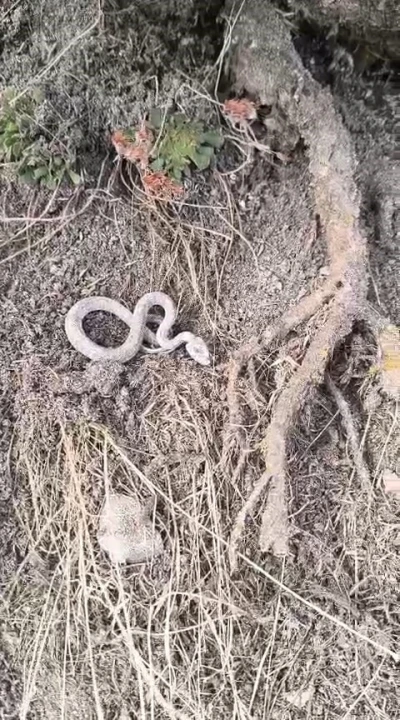 Kış uykusuna yatmayan yılan kameralara yansıdı
