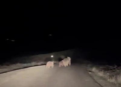 Kış uykusundan uyanan ayı ve yavruları yemek ararken g&ouml;r&uuml;nt&uuml;lendi
