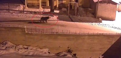 Kış uykusundan uyanan ayılar Bayburt&rsquo;un k&ouml;ylerinde yiyecek aradı

