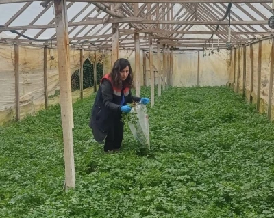 Kışlık sebzeler hasat &ouml;ncesi denetimden ge&ccedil;iyor
