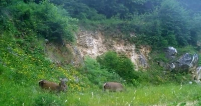 Kızıl geyikleri fotokapan görüntüledi
