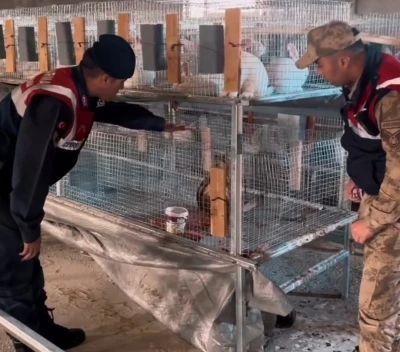 Kızıl şahin emin ellerde
