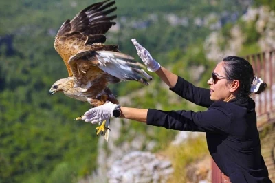 Kızıl şahin tedavisi sonrası yeniden g&ouml;ky&uuml;z&uuml;ne kavuştu
