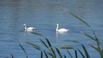 Kızılırmak’ta kuğuların dansı görsel şölen oluşturdu
